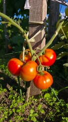 tomatoes in the garden