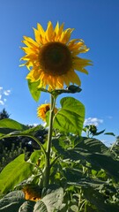 sunflower in the field