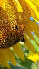 sunflower and bee