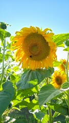 sunflower in the field