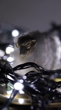 Una toma de cerca de una oveja de lana de color blanco rodeada de luces blancas en movimiento en la oscuridad, ideal para la &eacute;poca de navidad. Desenfoque, efecto Bokeh. Video Vertical