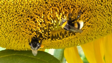 bee on sunflower A busy bee, covered in pollen, on a sunflower head. An excellent detail shot, showing the work of insects.
