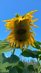 sunflower and bee