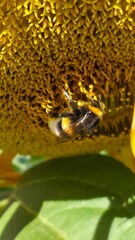 sunflower seed oil A busy bee, covered in pollen, on a sunflower head. An excellent detail shot, showing the work of insects.