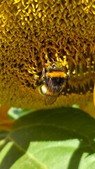  A busy bee, covered in pollen, on a sunflower head. An excellent detail shot, showing the work of insects.