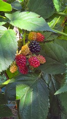 berries of a raspberry