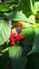 wild strawberry on a bush