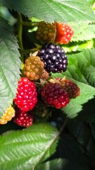 blackberries and raspberries