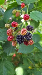 blackberries and raspberries