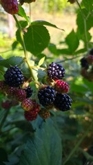 blackberry on the bush