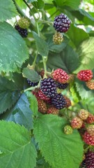 blackberry on the bush