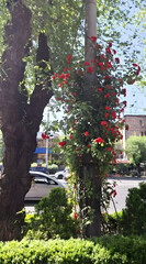 photo, Red flowers climbing a tree along the street in urban setting  