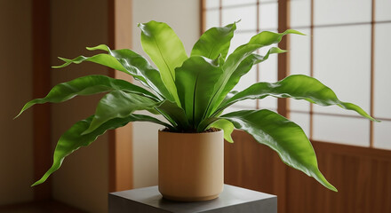 Air-Purifying Indoor Plant Asplenium Nidus Bird's Nest Fern in a Minimalist Setting