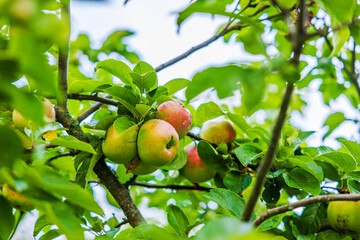 Close up view of cluster of ripe apples with rain drops hanging on tree branch among green leaves. Sweden.