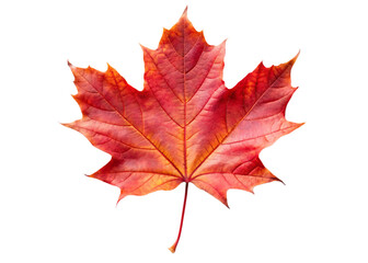 Obraz premium Vibrant red maple leaf isolated on a stark black background