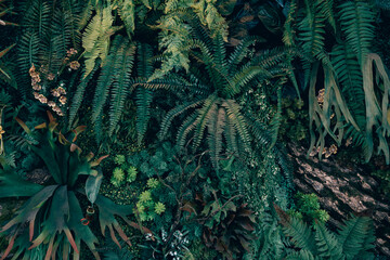 Close up group of background tropical green leaves texture and abstract background. Tropical leaf nature concept.