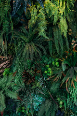 Close up group of background tropical green leaves texture and abstract background. Tropical leaf nature concept.
