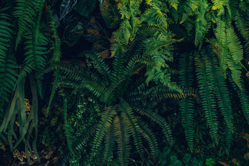 Close up group of background tropical green leaves texture and abstract background. Tropical leaf nature concept.