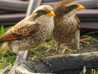Two Thirsty Yellow-billed Shrikes