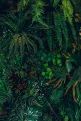 Close up group of background tropical green leaves texture and abstract background. Tropical leaf nature concept.