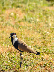 Portrait of Spur-winged Lapwing