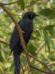 Long-tailed Glossy Starling Looking at the Ground