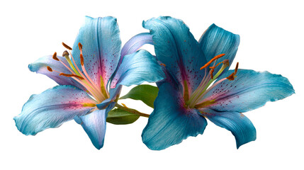 Two vibrant blue lilies with delicate pink speckles and orange anthers on white background