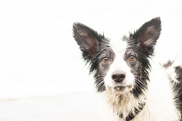 border collie portrait