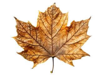 Detailed close up of a single dried maple leaf against a stark black background