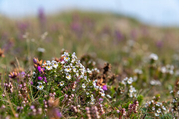 Eyebright in flower amongst heather on the Buchan coast in the north-east of Scotland.
