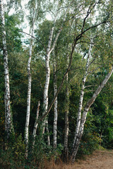 Birch trees, summer time, beautiful landscape