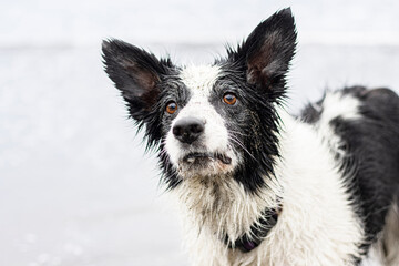 border collie dog