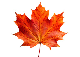Fototapeta premium Vibrant orange maple leaf against a stark black background