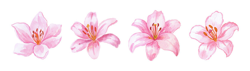 Lillies Drawing Pink Watercolor Flowers