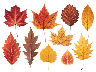 Obraz premium autumn leaves isolated on white