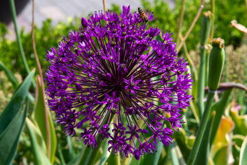 allium