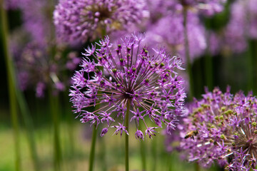 allium