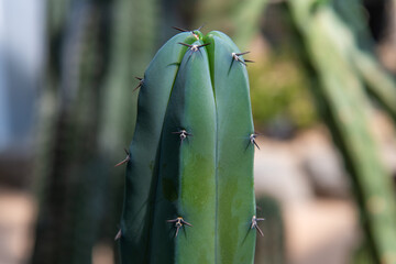 close-up of the cactus