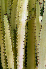 close-up of the cactus