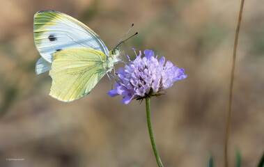Papillon sur une fleur