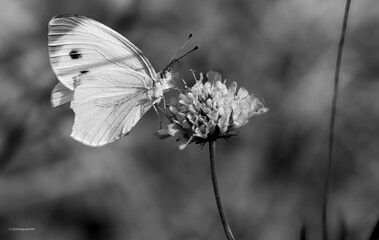 Papillon sur une fleur
