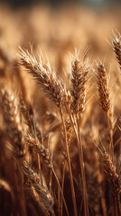Fototapeta premium Golden wheat stalks sway gently in the breeze on a sunny day in a rural field