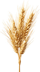Wheat stalks arranged together display the beauty of agricultural harvest during warm daylight hours