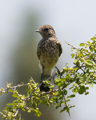 Pied Bush Chat juvenile perched on plant closeup shot