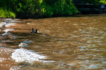 A tranquil lakeshore with gentle waves lapping against the edge, featuring a duo of Mallard Ducks gliding on the water amidst lush green foliage under sunlight.