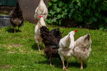 Group of chicken hens of various colors grazing on grass together with greenery backdrop, reflecting outdoor rural life.