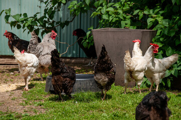 Group of chicken hens of various colors grazing on grass with greenery backdrop and shed, reflecting outdoor rural life.