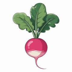 radish isolated on white