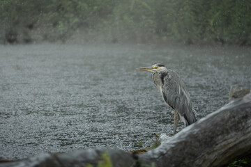 Grey heron Czapla siwa