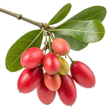 Group of red and pink carissa carandas karonda fruits on a branch with leaves isolated on transparent background